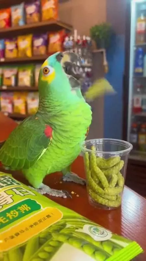 AI Video from prompt: A parrot comes to the store and eats pea chips a