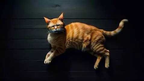 AI Video from prompt: Cat is crying