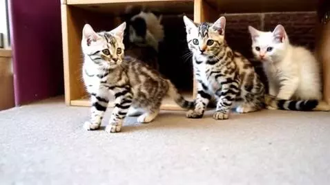 AI Video from prompt: котенка избивают ногами толпа котов