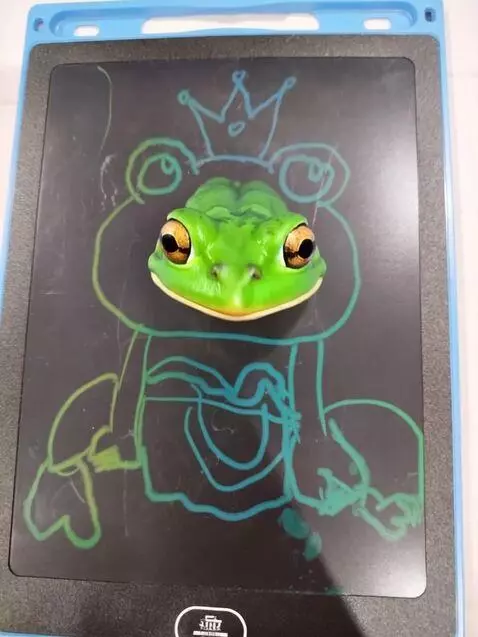 AI Video from prompt: picture transform to real frog naturally