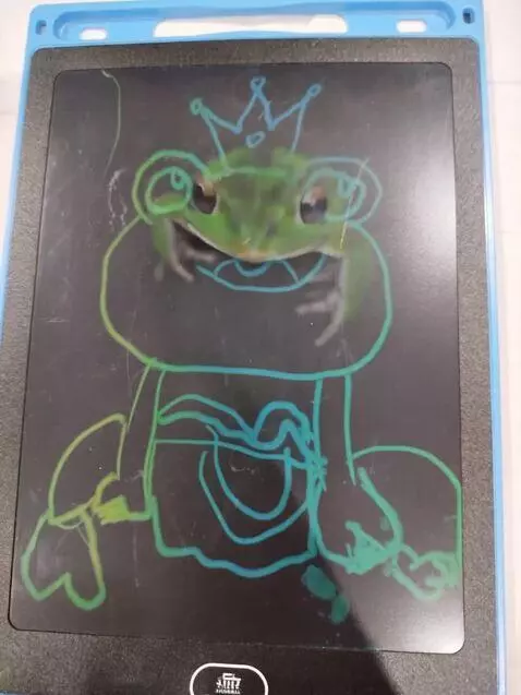 AI Video from prompt: frog picture on screen transform into the real f