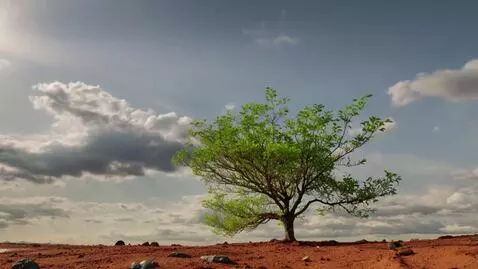 AI Video from prompt: Tree sprouting of a clay land with showers of ra