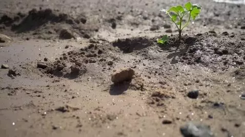 AI Video from prompt: Plant sprouting of a clay land with showers of r
