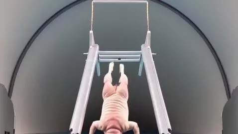 AI Video from prompt: A fat pig jumps into the pool from a huge spring