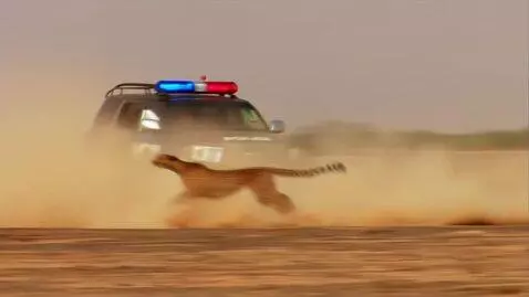 AI Video from prompt: cheetah running in the desert as if hunting prey