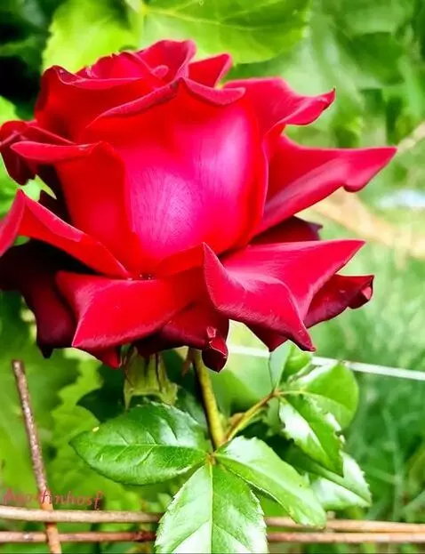 MiniMax Hailuo-02 (pro) video