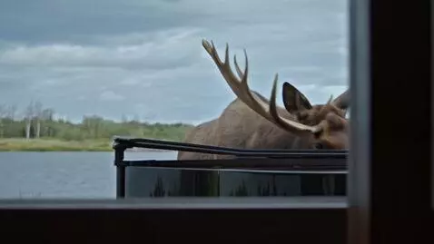 AI Video from prompt: Extremely bored moose playing piano by the lakes