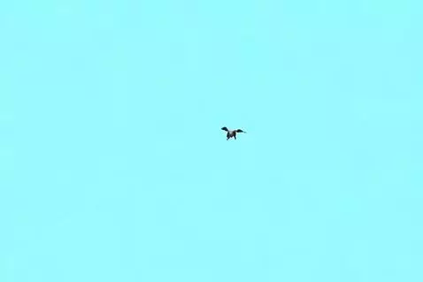 AI Video from prompt: flying dog in the sky
