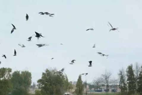 AI Video from prompt: Create a video of ernesto morales flying among b