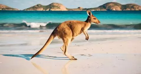 AI Video from prompt: Make the Kangaroo jump around in the ocean waves