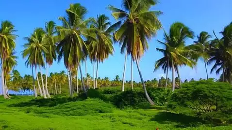 AI Video from prompt: Huge palm trees swaying in the wind. While tropi