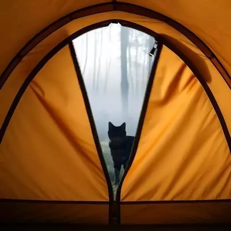AI Video from prompt: Camera inside a tent, early morning forest. The 