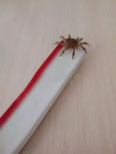 AI Video from prompt: crab takes away crab stick