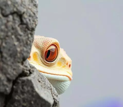 AI Video from prompt: Tokay Geckoo