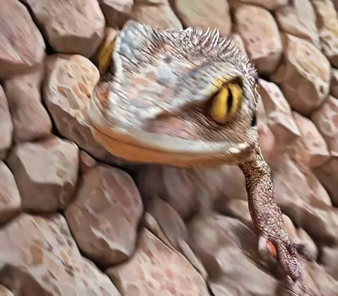 AI Video from prompt: Gila Monster