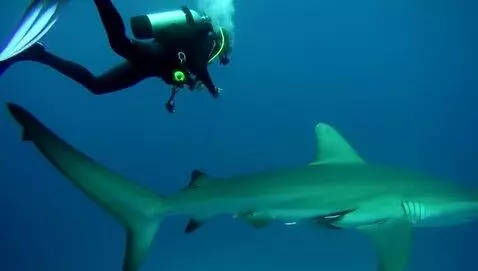 AI Video from prompt: Scubadiver underwater with a shark