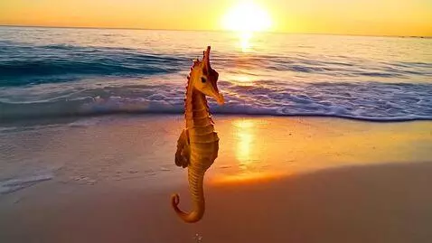 AI Video from prompt: Seahorse walking on two legs from the ocean to t