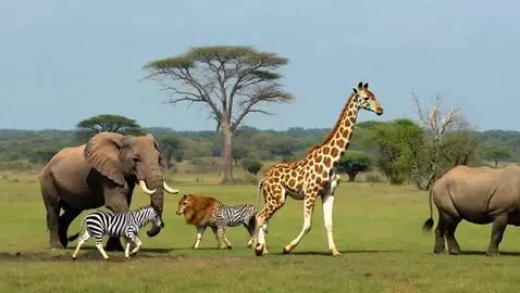 AI Video from prompt: Create a realistic video of the African savannah