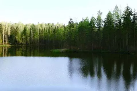 AI Video from prompt: a lake in a forest