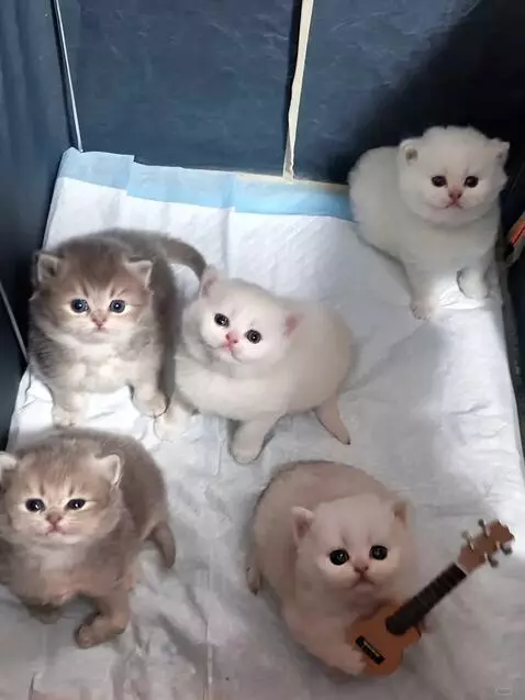 AI Video from prompt: The kittens take out their guitars, the lights g