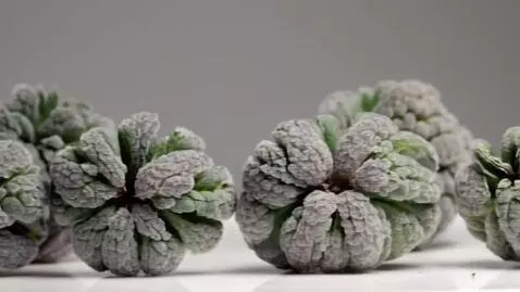 AI Video from prompt: Marijuana bud made out of glass being cut with s