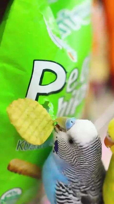 AI Video from prompt: These two parrots are walking around the store a