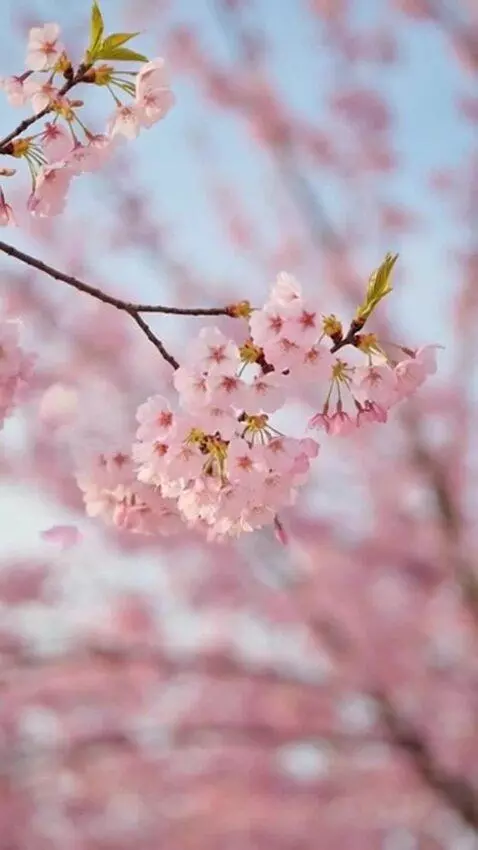 AI Video from prompt: A gentle, healing scene of cherry blossoms falli