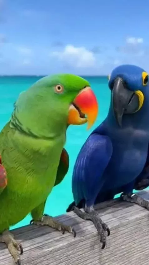 AI Video from prompt: A green parrot bet another blue parrot that it c
