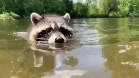 AI Video from prompt: A raccoon swims on the water