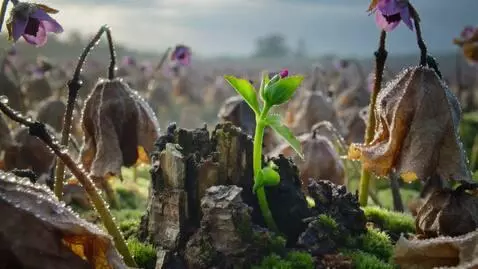 AI Video from prompt: A cinematic, surreal timelapse in the style of n