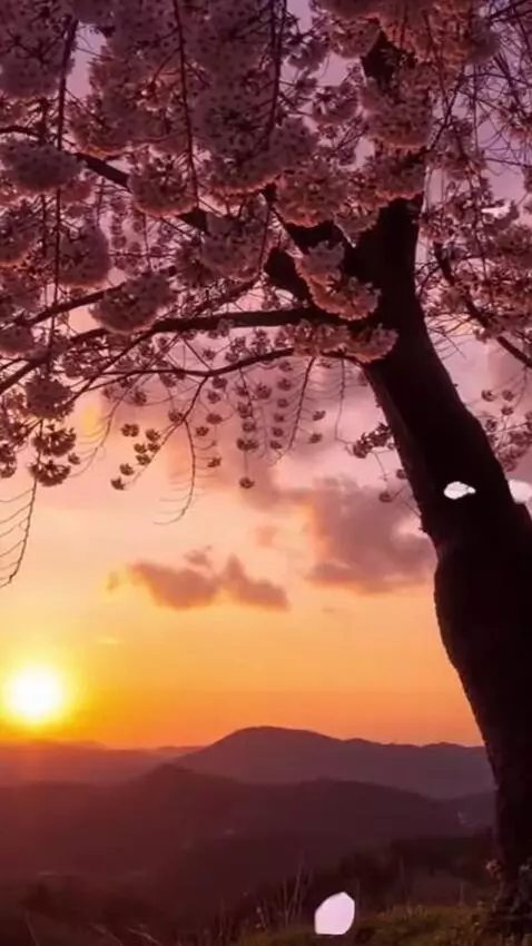 AI Video from prompt: Sunset, orange sky, clouds, realistic video, sak