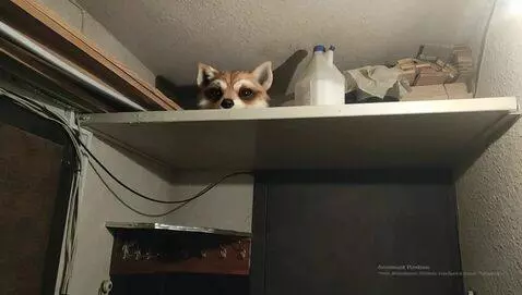AI Video from prompt: from the shelf above near the ceiling, the terri