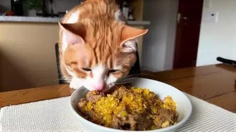 AI Video from prompt: cat eat biryani