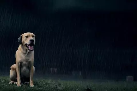 AI Video from prompt: 🎬 Scene 1 Prompt “Ultra realistic cinematic scen