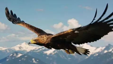 AI Video from prompt: Eagle in the sky
