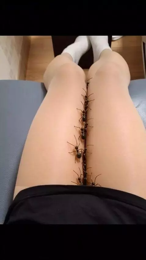 AI Video from prompt: Countless ants crawled around on my thighs and t