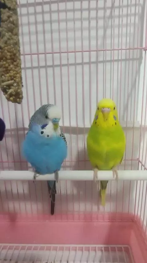 AI Video from prompt: These two parrots speak Russian. Guys, we're out