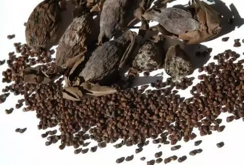 AI Video from prompt: Alligator pepper