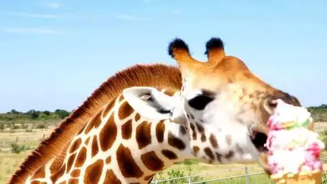 AI Video from prompt: Giraffe eating an huge icecream