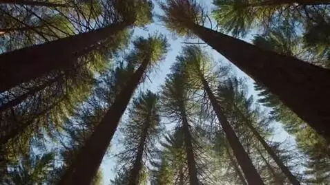 AI Video from prompt: A forest of tall, ancient pines. The camera is a