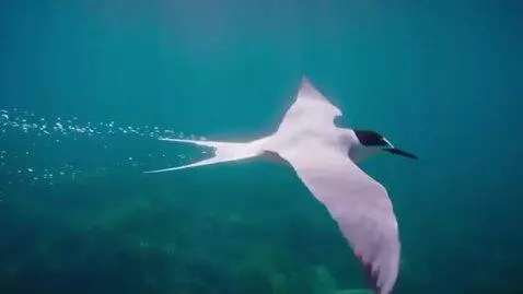 AI Video from prompt: Underwater shot. A white bird — like a swallow o