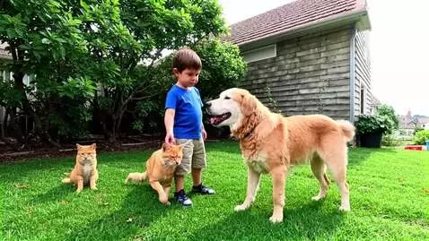 AI Video from prompt: Cat, dog, boy