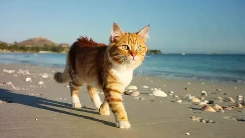 AI Video from prompt: a cute cat walking on the coast