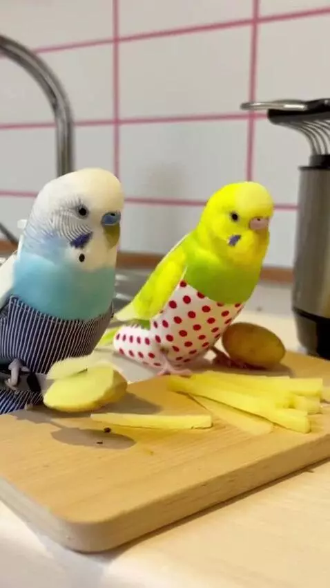 AI Video from prompt: These two parrots are making French fries and ev