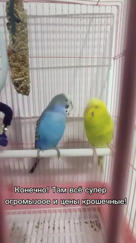 AI Video from prompt: These two parrots are advertising the site Huge.