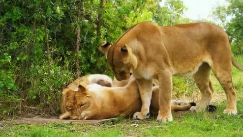 AI Video from prompt: Lioness eat play in bush