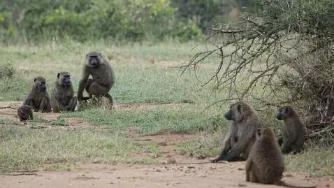 AI Video from prompt: An Baboons roams an abandoned building on the ou