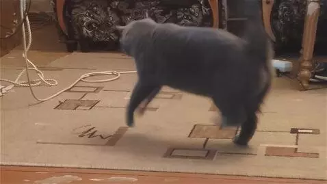 AI Video from prompt: The cat dances and poops