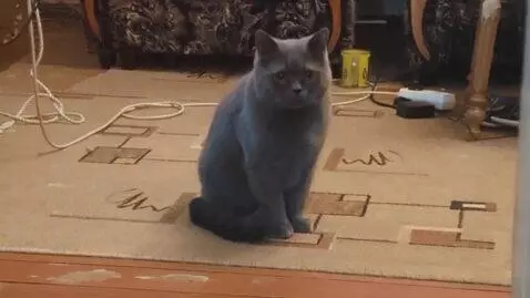AI Video from prompt: The cat dances and poops