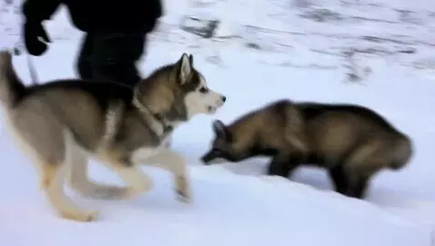 AI Video from prompt: The runt of a Siberian husky tribe is shunned by